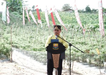 Al Haris: Panen Cabai Momentum Pembangunan Pertanian