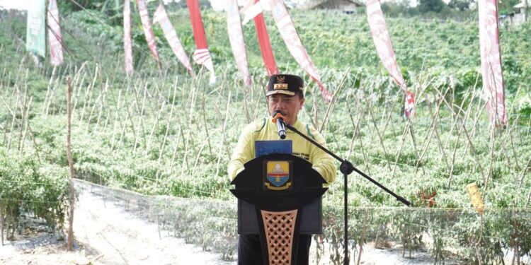 Al Haris: Panen Cabai Momentum Pembangunan Pertanian