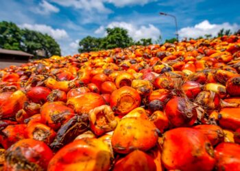 Produksi TBS PTPN VI 2023 Meroket