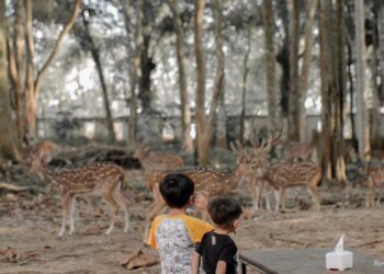 PTPN VI Sediakan Jogging Track,  Drive Golf dan Sekelompok Satwa