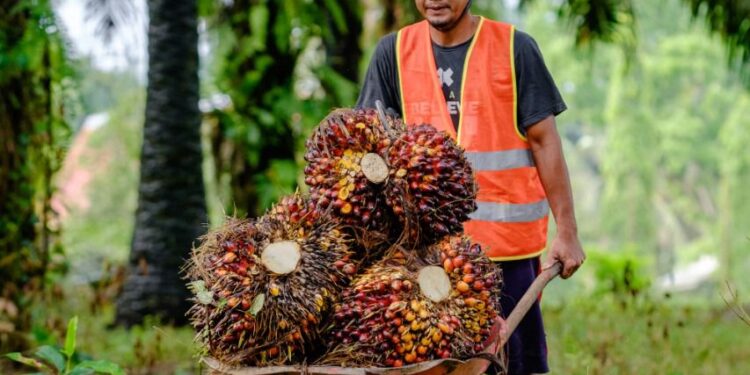 PTPN VI Raih 5 Sertifikat RSPO