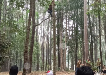 Olahraga memanjat pohon atau “Tree Climbing