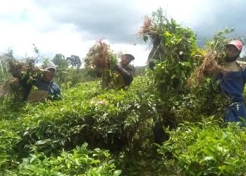 Program “Sedekah Gulma”, Inovasi PTPN VIII Untuk Hasilkan Produk Berkualitas dan Berdaya Saing Tinggi