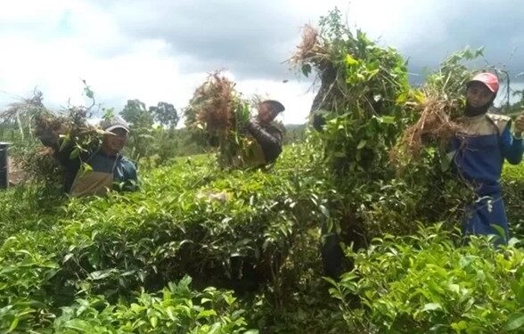 Program “Sedekah Gulma”, Inovasi PTPN VIII Untuk Hasilkan Produk Berkualitas dan Berdaya Saing Tinggi