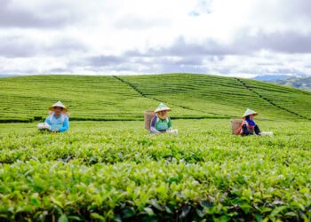 PTPN 6 Pertahankan Pohon Seedling Teh Asli Belanda