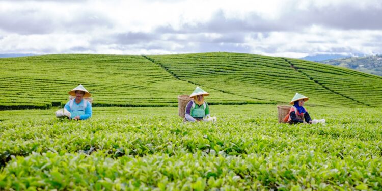 PTPN 6 Pertahankan Pohon Seedling Teh Asli Belanda