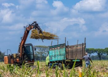 2024, PTPN I Regional 4 Targetkan Produktivitas Capai 100 Ton/Ha