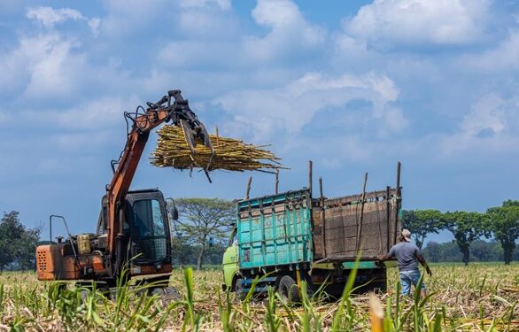 2024, PTPN I Regional 4 Targetkan Produktivitas Capai 100 Ton/Ha