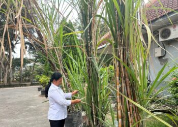 Tebu Transgenik Pertama di Dunia Ada di Indonesia: Temuan PTPN I Regional 4