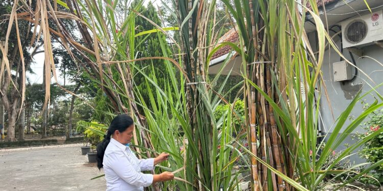 Tebu Transgenik Pertama di Dunia Ada di Indonesia: Temuan PTPN I Regional 4