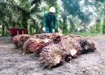 Sepanjang 2023, 1.135,6 Ha Sawit Petani Riau Ikut Serta PSR PTPN IV PalmCo Regional 3