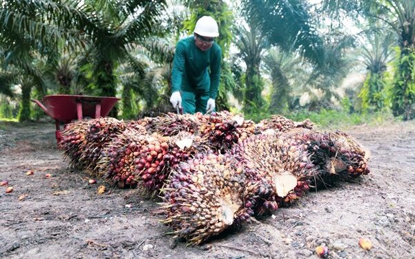 Sepanjang 2023, 1.135,6 Ha Sawit Petani Riau Ikut Serta PSR PTPN IV PalmCo Regional 3