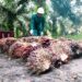 Sepanjang 2023, 1.135,6 Ha Sawit Petani Riau Ikut Serta PSR PTPN IV PalmCo Regional 3