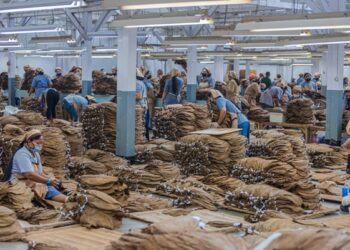 Luas Tanam Tembakau PTPN I Regional 4 Meningkat 75 Ha