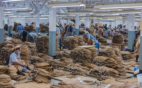 Luas Tanam Tembakau PTPN I Regional 4 Meningkat 75 Ha