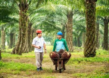 PTPN IV PalmCO Regional 3 Lanjutkan Penyediaan Bibit Sawit Unggul Bersertifikat