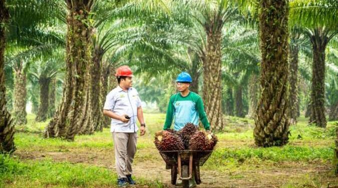 PTPN IV PalmCO Regional 3 Lanjutkan Penyediaan Bibit Sawit Unggul Bersertifikat