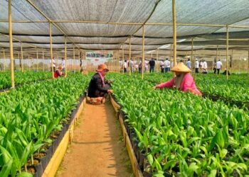 Proyek Bibitan PTPN Bekri, Suplemen Ekonomi Tetangga Mandiri