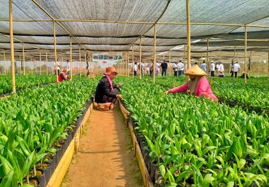 Proyek Bibitan PTPN Bekri, Suplemen Ekonomi Tetangga Mandiri