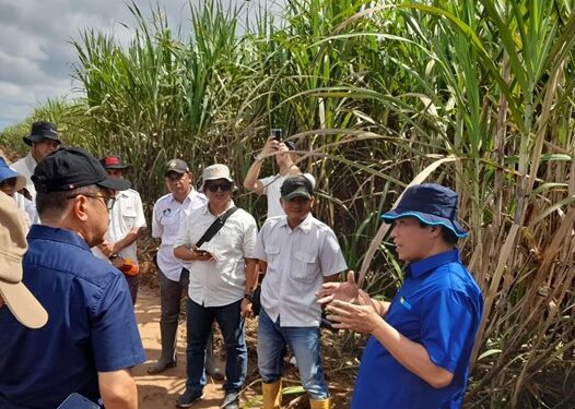 Kebun Cinta Manis Siap Pasok Tebu Berkualitas