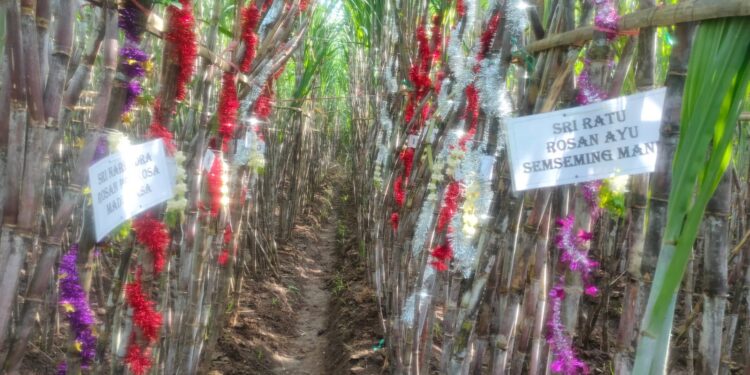 Petik Tebu Manten, SGN PG Prajekan Siap Giling Tebu Petani: Pabrik Gula SGN Pertama yang Memulai Giling di Jawa Timur
