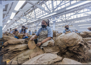 Region Head PTPN I Regional 4 Subagiyo Targetkan Produktivitas Capai 1,7 Ton/Ha pada Musim Tanam Tembakau 2024