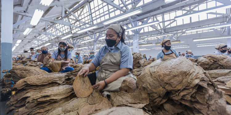 Region Head PTPN I Regional 4 Subagiyo Targetkan Produktivitas Capai 1,7 Ton/Ha pada Musim Tanam Tembakau 2024