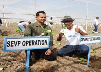 PTPN I Regional 4 Tanam Perdana Tembakau Bawah Naungan Tahun 2024 di Jember