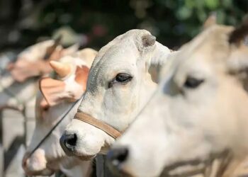 Panitia Kebun Terantam PTPN IV Regional III Siap Salukan 1.000 Paket Daging Kurban