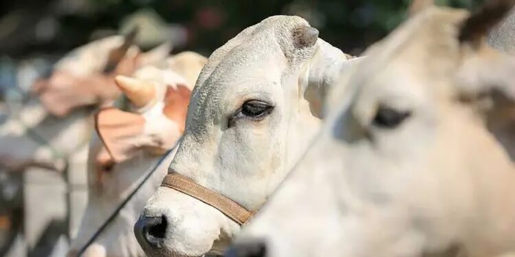 Panitia Kebun Terantam PTPN IV Regional III Siap Salukan 1.000 Paket Daging Kurban