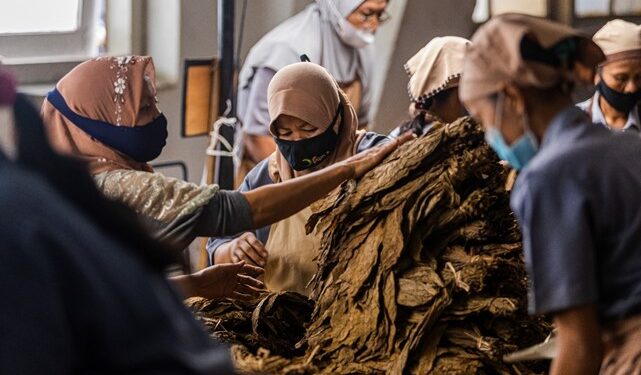 Perluas Pangsa Pasar Baru ke Turki dan Spanyol, PTPN I Regional 4 Targetkan Pendapatan Komoditas Tembakau 2024 Tembus 374,78 Miliar