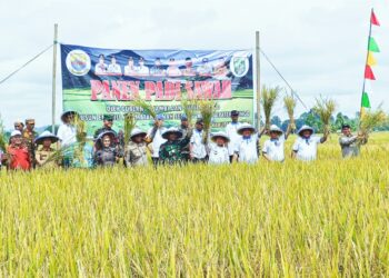 Al Haris dan Mashuri Tanam dan Panen Padi Sawah Bersama di Empelu Bungo