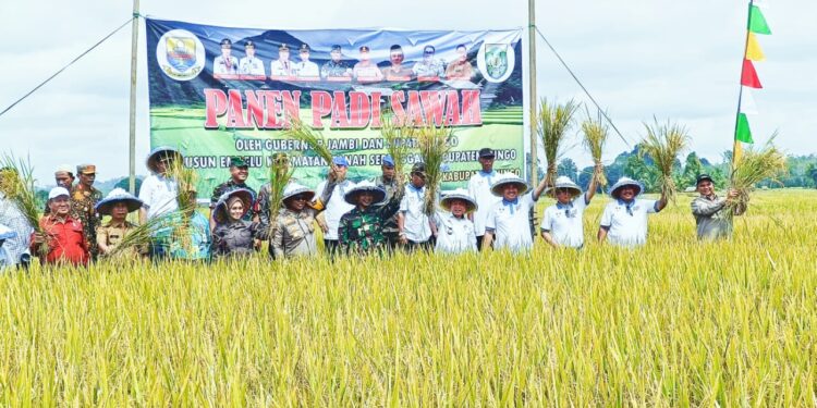 Al Haris dan Mashuri Tanam dan Panen Padi Sawah Bersama di Empelu Bungo
