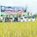 Al Haris dan Mashuri Tanam dan Panen Padi Sawah Bersama di Empelu Bungo