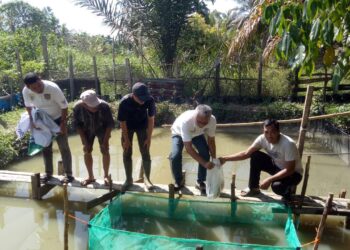 PTPN IV Regional 4, Sebar 8500 Benih Ikan di Kolam PKS