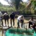 PTPN IV Regional 4, Sebar 8500 Benih Ikan di Kolam PKS
