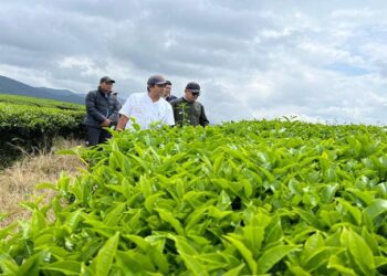 Transformasi Regional 4 Di Bawah Naungan PTPN IV PalmCo