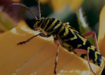 Dongeng : Kumbang dan Melati 2, Oleh : Monas Junior