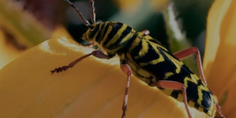 Dongeng : Kumbang dan Melati 2, Oleh : Monas Junior