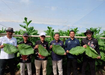 PTPN I Regional 4 Kebun Tembakau Gelar Panen Perdana