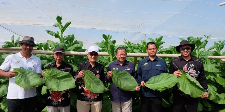 PTPN I Regional 4 Kebun Tembakau Gelar Panen Perdana