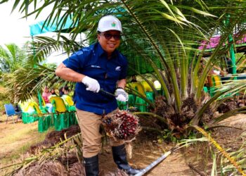 Usia 30 Bulan, Produktivitas Sawit Muda PTPN IV Regional III Di Atas Standar Nasional