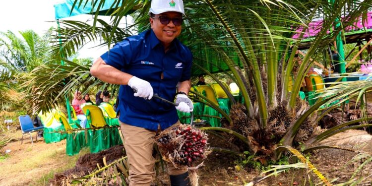 Usia 30 Bulan, Produktivitas Sawit Muda PTPN IV Regional III Di Atas Standar Nasional