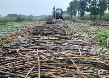 Meningkat Tajam, Kebun Kalitelepak PTPN I Regional 5 Raih Produktivitas 164% untuk Dukung Swasembada Gula Nasional