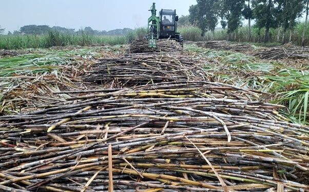 Meningkat Tajam, Kebun Kalitelepak PTPN I Regional 5 Raih Produktivitas 164% untuk Dukung Swasembada Gula Nasional