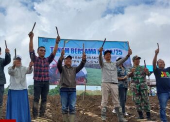 PTPN 1 Regional 4 HGU Glenmore Banyuwangi Genjot Produktivitas Tebu 200 Ton Per Hektar