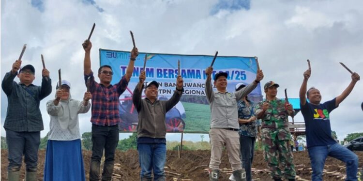 PTPN 1 Regional 4 HGU Glenmore Banyuwangi Genjot Produktivitas Tebu 200 Ton Per Hektar