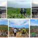 Weekend Produktif Region Head PTPN IV Regional V Kawal Langsung Investasi  On Farm – Off Farm di Kebun – PKS Wilayah Kalimantan Barat