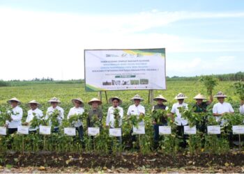 Panen Perdana Edamame di Kebun Sei Semayang PTPN I Regional 1