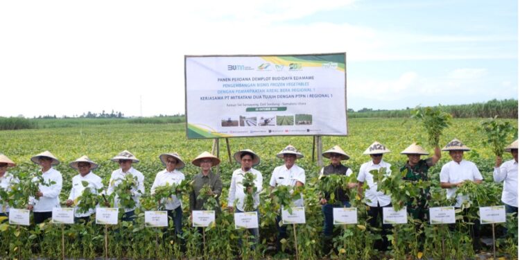 Panen Perdana Edamame di Kebun Sei Semayang PTPN I Regional 1
